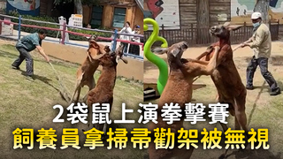 2袋鼠上演拳擊賽　飼養員拿掃帚勸架被無視