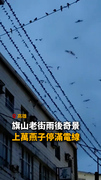 【密集恐懼慎入】上萬燕子停滿高雄旗山老街電線！