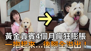 黃金貴賓4個月瘋狂膨脹　一抱起來...後腳全溢出！