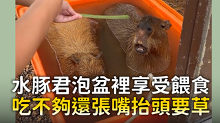 水豚君泡盆裡享受餵食　吃不夠還張嘴抬頭要草