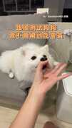 【給偶吃嘛～】測試狗狗會不會繞過手吃零食！結果牠狂賣萌XD