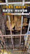 【狗園煉獄】新竹10多隻狗餓成白骨！現場飄屍臭