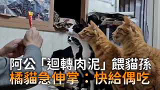 阿公「迴轉肉泥」餵貓孫　橘貓急伸掌：快給偶吃