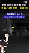 【想開一點啦XD】鴕鳥颱風夜逛大街被包圍！ 警暖心勸「自首」