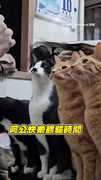 【快給偶吃】阿公迴轉肉泥餵貓孫　橘貓急到伸肉掌XDD
