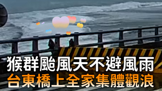 猴群颱風天不避風雨　台東橋上全家集體觀浪