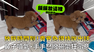 放飯時間到！貴賓急得快說出話　鼻子噴氣、手手怒撥碗架狂示意
