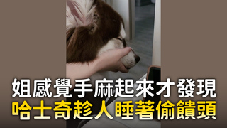 姐感覺手麻起來才發現　哈士奇趁人睡著偷饋頭