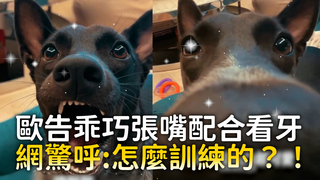 歐告乖巧張嘴配合看牙　網驚呼:怎麼訓練的？！