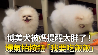博美犬被媽提醒太胖了！　爆氣拍按鈕「我要吃飯飯」