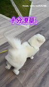 【巨型風速狗】噸位比颱風強！就算被吹得潦草 大狗狗還是證明了飼料沒白吃
