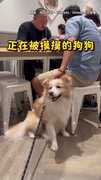 【到底誰是你的主人！！】隔壁桌被摸摸的可愛狗狗居然是自己的！