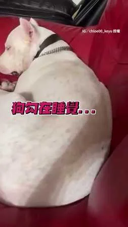 【給我一個解釋】狗勾睡到一半被拍醒眼神超殺