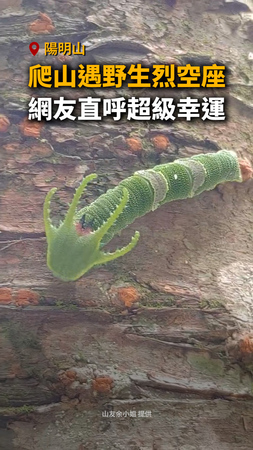 【寶可夢現實版？】爬山遇「迷你野生烈空座」　網友直呼幸運
