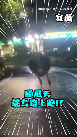 颱風夜驚見鴕鳥馬路狂奔！路人全看傻眼：是要去哪？