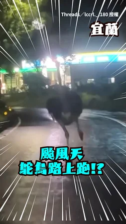 颱風夜驚見鴕鳥馬路狂奔！路人全看傻眼：是要去哪？