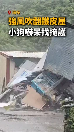 【屋頂牆壁全消失】楊柳強風吹翻鐵皮屋！小狗嚇呆找掩護