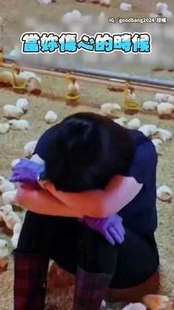 【滿滿的禽緒價值】她心情低落坐雞舍　小雞全員出動暖心包圍她