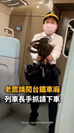 【台鐵不速之客】老鷹誤闖車廂！列車長手抓請牠下車