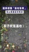【損失慘重】楊柳侵襲「滿地落果」　梨山果農欲哭無淚