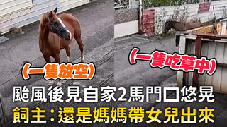 颱風後見自家2馬門口悠晃　飼主：還是媽媽帶女兒出來