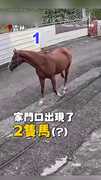 【馬媽媽帶女兒出遊！】颱風後見自家2馬站門口悠晃