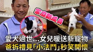 愛犬過世...女兒暖送新寵物　爸拆禮見「小法鬥」秒笑開懷