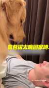 【不准笑！】爸回家太晚被 #黃金獵犬 瞪XD