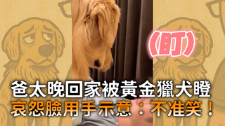 爸太晚回家被黃金獵犬瞪　哀怨臉用手示意：不准笑！