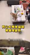 【別動本喵的罐罐】看到阿公在吃鮪魚罐頭 貓咪委屈狂喵：那是我的QQ