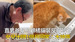 直男爸幫照顧橘貓裝反貓砂蓋　女兒出國1個月回家：太誇張