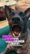 【乖成這樣！？】歐告自動張嘴配合檢查牙齒XDD