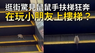 逛街驚見鼠鼠手扶梯狂奔　在玩小朋友上樓梯？