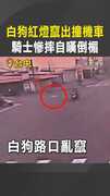 【肇事汪逃逸】白狗紅燈竄出撞機車　騎士慘摔自嘆倒楣