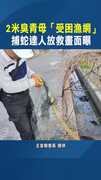 【台南蛇窟再現】2米臭青母「受困漁網」　捕蛇達人放救畫面曝