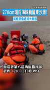 【受傷擱淺】270cm瑞氏海豚躺屏東沙灘！　尾鰭受傷送成大救護