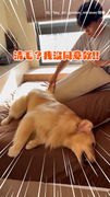 【搗蛋模式開啟】這位黃金獵犬一定聽得懂人話！