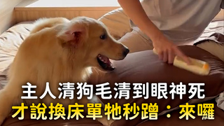 主人清狗毛清到眼神死　才說換床單牠秒蹭：來囉