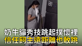 奶牛貓秀技跳起撲懷裡　信任飼主遠距離也敢跳