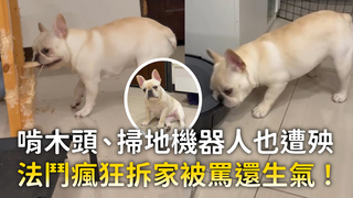 啃木頭、掃地機器人也遭殃　法鬥瘋狂拆家被罵還生氣！