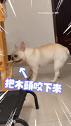 【無敵破壞王】啃木頭、掃地機器人也遭殃！法鬥瘋狂拆家被罵還生氣