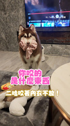 【偷內衣的哈士奇】咬著不放還繞著客廳躲XD
