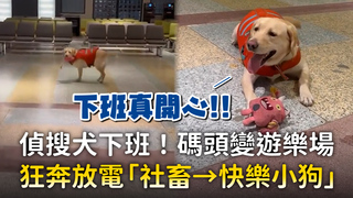偵搜犬下班！碼頭變遊樂場　狂奔放電「社畜→快樂小狗」