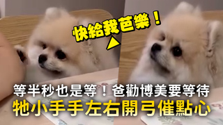 等半秒也是等！爸勸博美要等待　牠小手手左右開弓催點心