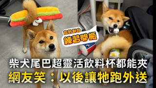 柴犬尾巴超靈活飲料杯都能夾　網友笑：以後讓牠跑外送