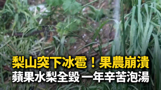 梨山突下冰雹！果農崩潰：蘋果水梨全毀　一年辛苦泡湯
