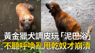 黃金獵犬調皮玩「泥巴浴」　不聽呼喚亂甩乾奴才崩潰