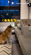 【怎麼還不會玩球？】柴柴坐寶寶床前求陪玩 叼球送了又送反應太可愛XD