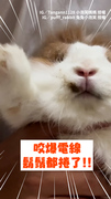 【自助式燙鬍鬚】兔子咬爆電線嘴毛還焦一塊 這什麼卡通情節啦！