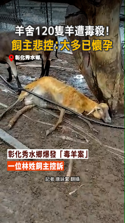 【120隻羊遭毒殺】懷孕母羊慘死...飼主哭訴：心血全沒了